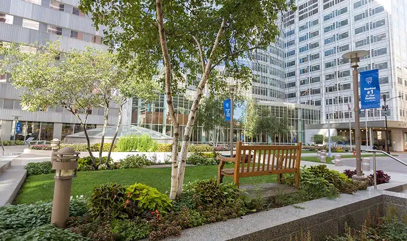 Park With Bench And Trees